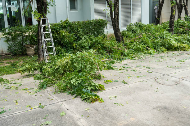 Trusted Hailey, ID Tree Removal Experts